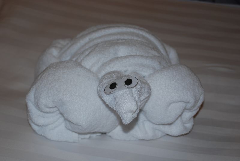 A towel turtle