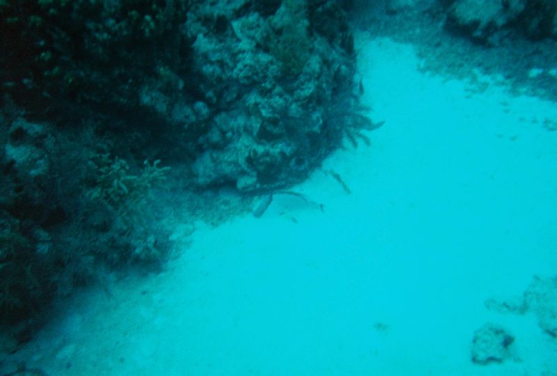 Underwater during our snuba excursion in Grand Turk