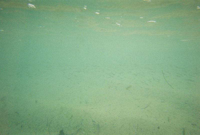 A school of tiny fish just off shore at the other end of Grand Turk