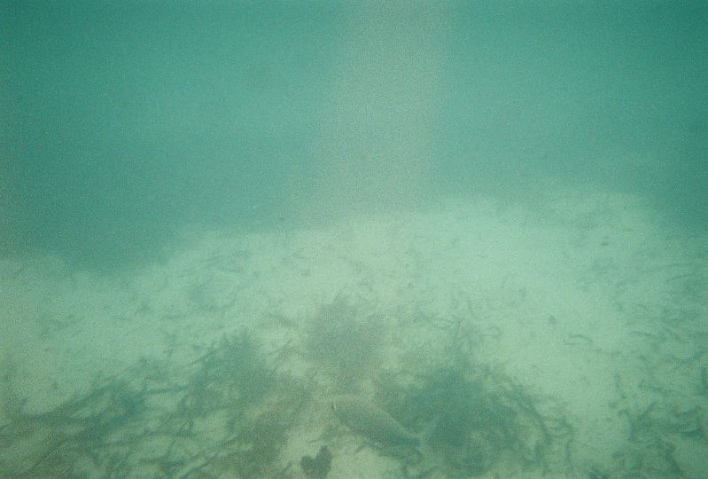 A school of tiny fish just off shore at the other end of Grand Turk