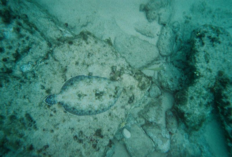 Another shot of the flounder