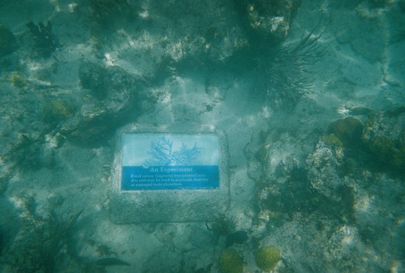 7. An Experiment - Coral colony fragments transplanted onto this reef may be used to accelerate recovery of damaged reefs elsewhere.