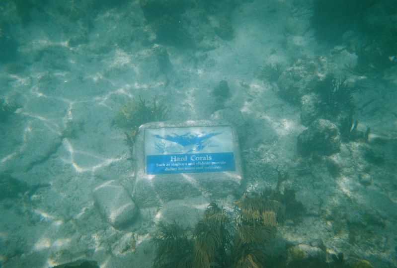 6. Hard Corals - Such as staghorn and elkhorn provide shelter for many reef creatures.