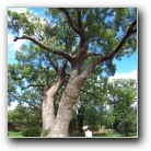 [Click to enlarge image]