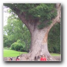 [Click to enlarge image]