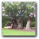 [Click to enlarge image]