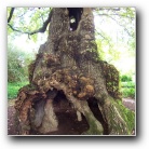 [Click to enlarge image]